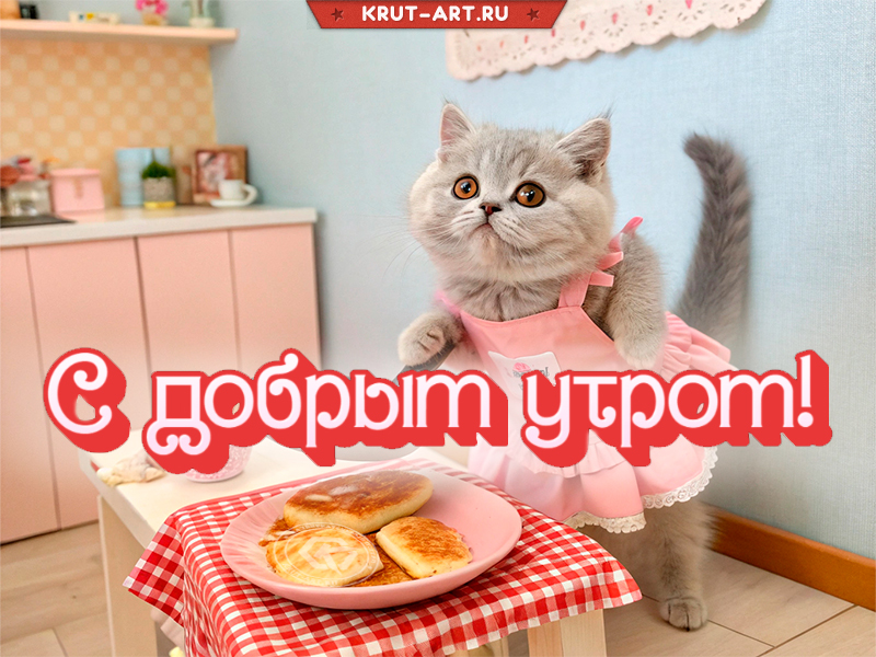 Котик шлёт тебе пушистое «Доброе утро!»